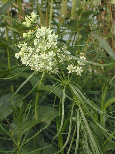 Asclepias verticillata Whorled Milkweed Asclepias verticillata