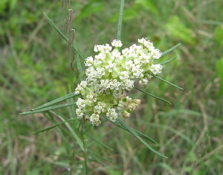 Asclepias verticillata 1000 images about Whorled Milkweed Asclepias verticillata on