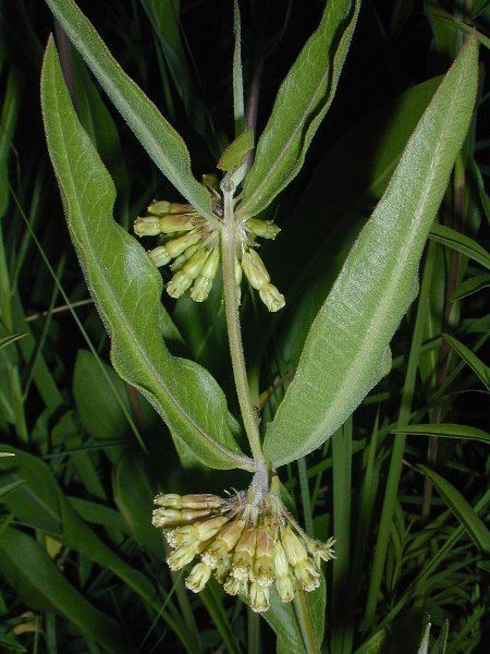 Asclepias viridiflora Short Green Milkweed Asclepias viridiflora