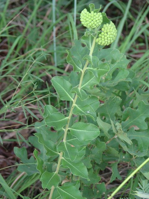 Asclepias viridiflora Asclepias viridiflora Green milkweed NPIN