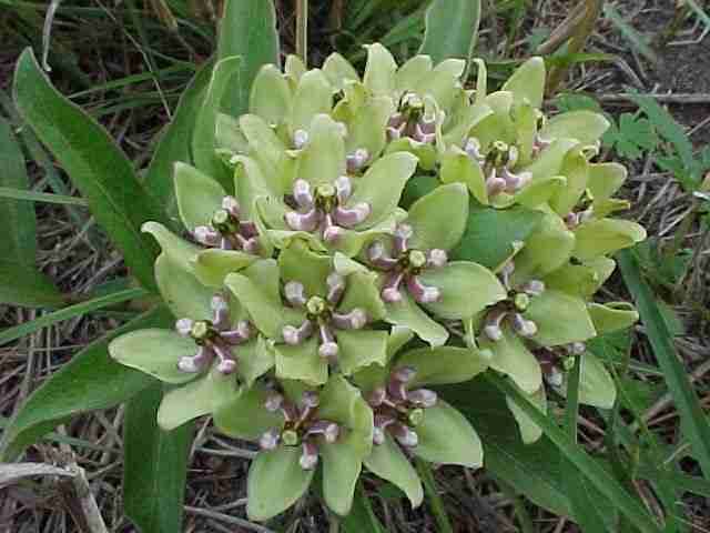 Asclepias viridis Asclepias viridis