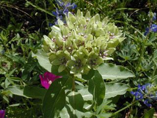 Asclepias viridis Asclepias viridis Green antelopehorn NPIN