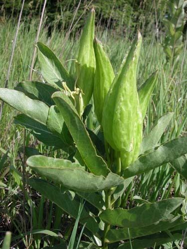 Asclepias viridis Asclepias viridis Bring Back The Monarchs