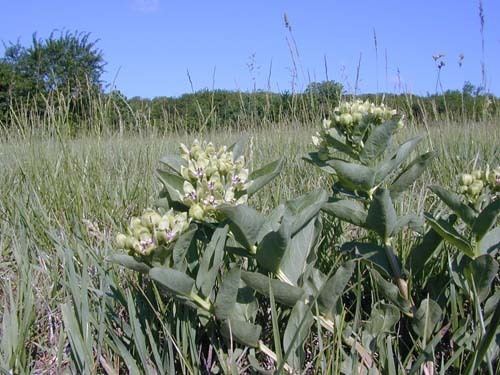 Asclepias viridis Asclepias viridis Bring Back The Monarchs