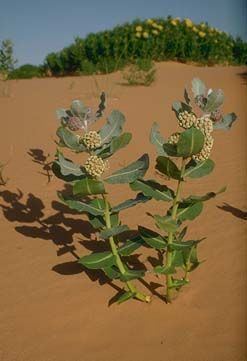 Asclepias welshii Common Name WELSH39S MILKWEED Scientific Name ASCLEPIAS WELSHII