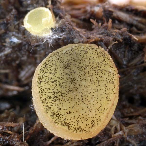 Ascobolus California Fungi Ascobolus stercorarius