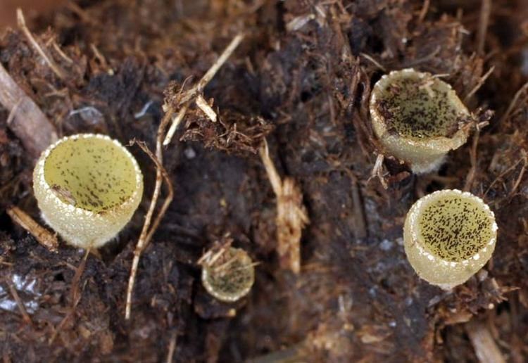 Ascobolus California Fungi Ascobolus stercorarius