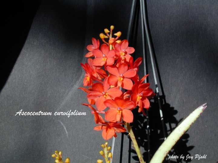 Ascocentrum curvifolium wwworchidspeciescomorphotdirascocurvifoliumjpg