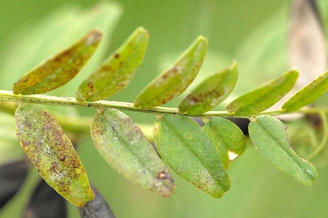 Ascochyta Ascochyta viciae Wikipedia