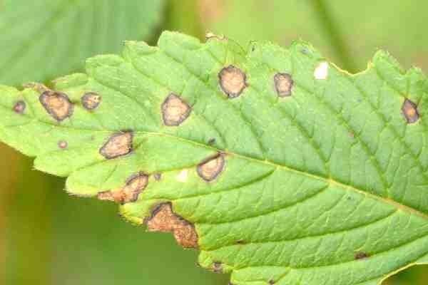 Ascochyta Ascochyta galeopsidis