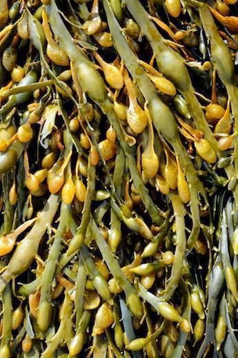 Ascophyllum Seaweedie Information on marine algae