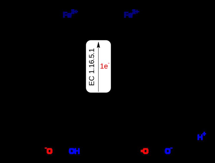 Ascorbate ferrireductase (transmembrane)