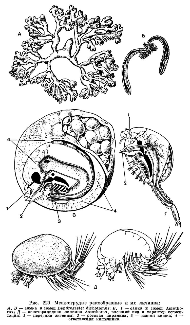 Ascothoracida dicacademicrupicturesencbiologyanimalsris