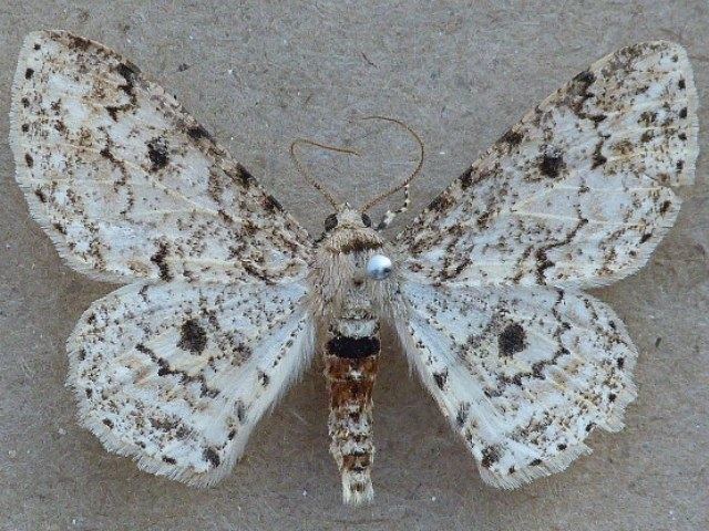 Ascotis Ascotis reciprocaria African Moths