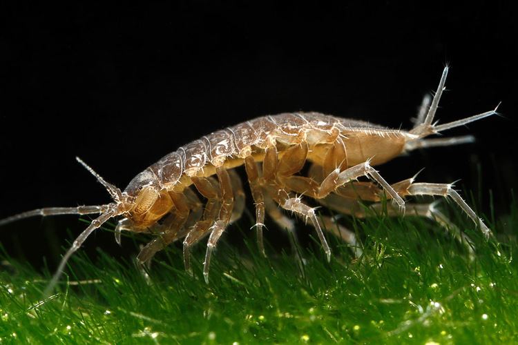 Asellus aquaticus Asellus aquaticus Wasserasseln peterpfeifferat