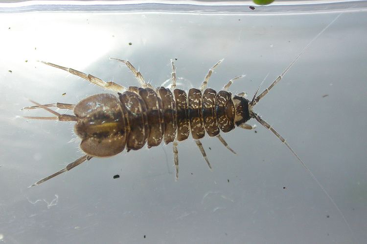 Asellus aquaticus Water Louse Asellus aquaticus garden Chorlton 4114 Flickr