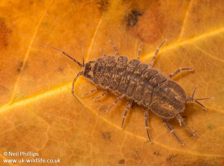 Asellus aquaticus Water louse Asellus aquaticus UK Wildlife