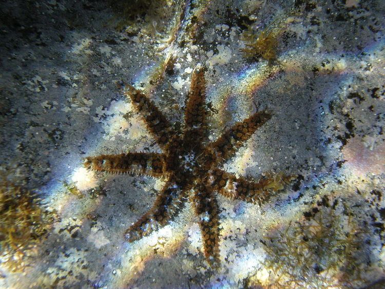 Asexual reproduction in starfish
