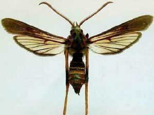Ash borer Moth Photographers Group Podosesia syringae 2589
