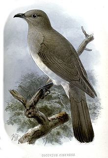 Ash-colored cuckoo httpsuploadwikimediaorgwikipediacommonsthu