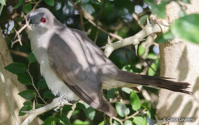 Ash-colored cuckoo Ashcolored Cuckoo