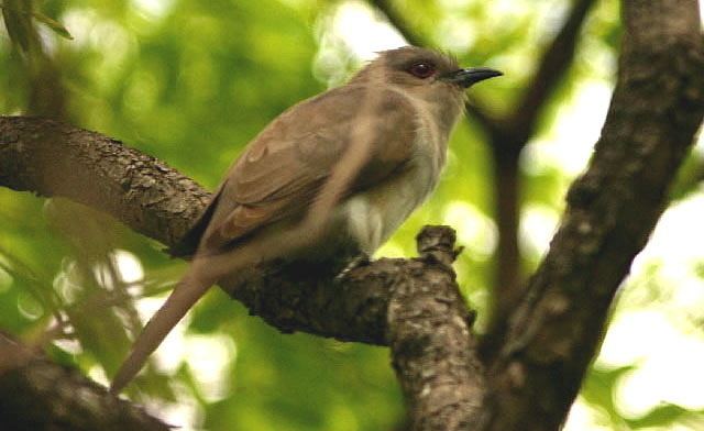 Ash-colored cuckoo Ashcolored Cuckoo Coccycua cinerea Reserva Ecolgica Costanera Sur
