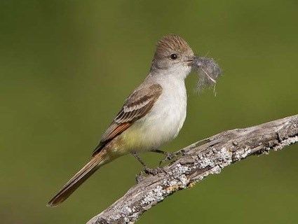 Ash-throated flycatcher Ashthroated Flycatcher Identification All About Birds Cornell