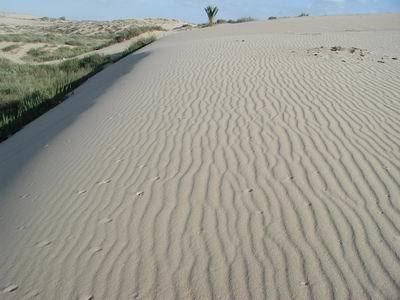 Ashdod Sand Dune