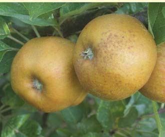 Ashmead's Kernel Ashmead39s Kernel apple trees for sale Order online