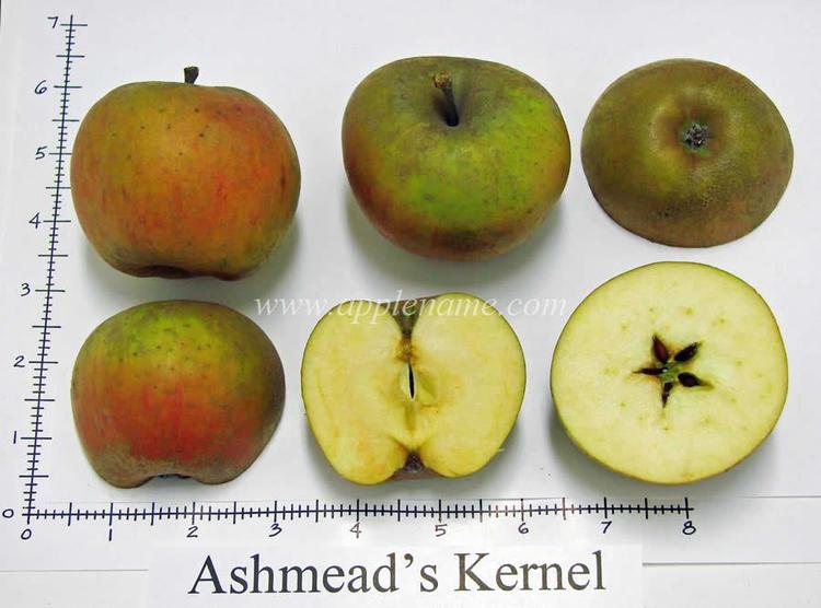 Ashmead's Kernel How to identify the Ashmead39s Kernel apple variety