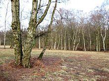 Ashridge Commons and Woods httpsuploadwikimediaorgwikipediacommonsthu