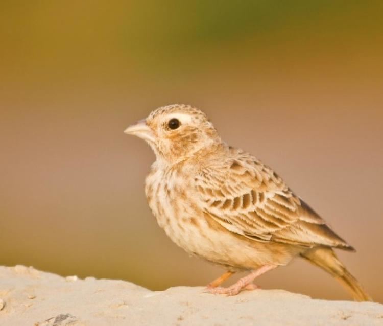 Ashy-crowned sparrow-lark Ashycrowned Sparrow Lark BirdsIITK