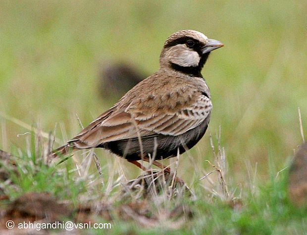 Ashy-crowned sparrow-lark Oriental Bird Club Image Database Photographers