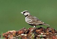 Ashy-crowned sparrow-lark httpsuploadwikimediaorgwikipediacommonsthu
