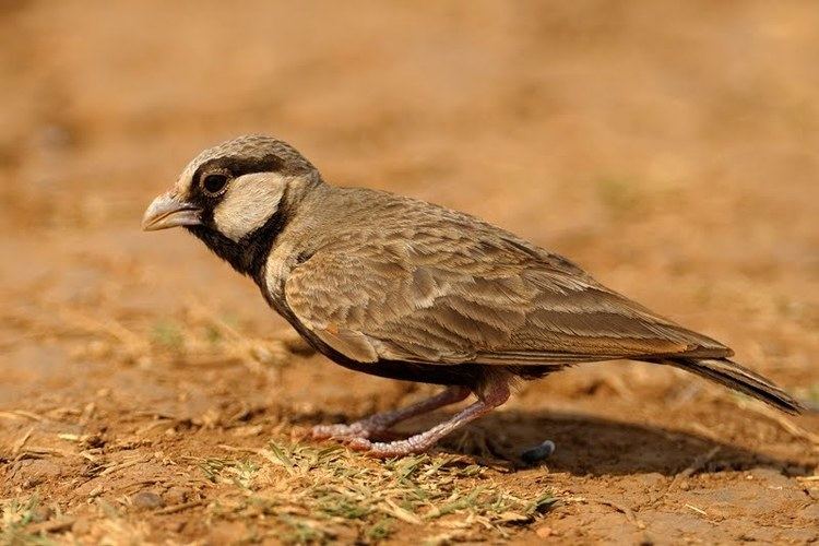 Ashy-crowned sparrow-lark Birds of India 60 Ashycrowned Sparrowlark Walk the Wilderness