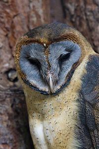 Ashy-faced owl Ashyfaced owl Conservapedia
