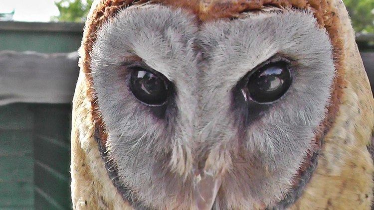 Ashy-faced owl Ashy Faced Barn Owl YouTube