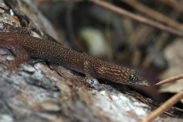 Ashy gecko Wild Herps Ashy Gecko Sphaerodactylus elegans