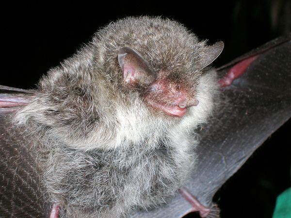 Ashy-gray tube-nosed bat
