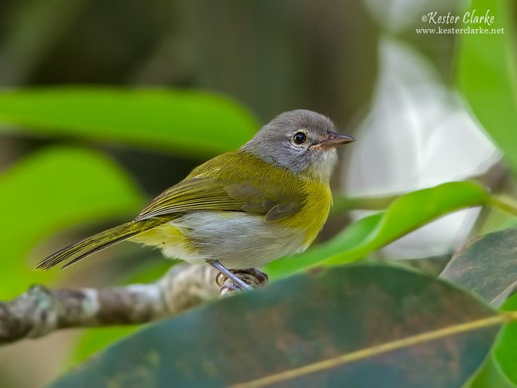 Ashy-headed greenlet wwwkesterclarkenetwpcontentuploads201403IM