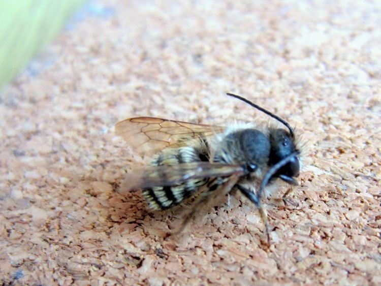 Ashy mining bee Holy Trinity Primary School Environmental Garden May 2014