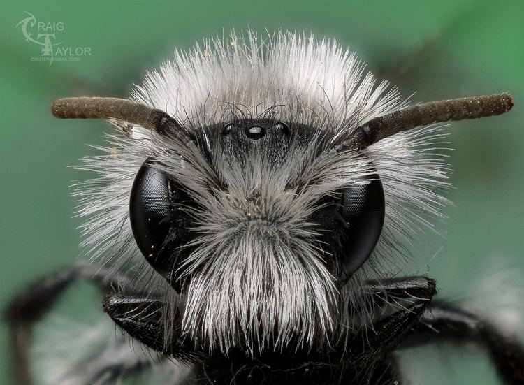 Ashy mining bee 1000 ideas about Ashy Mining Bee on Pinterest Bumble bees Nests