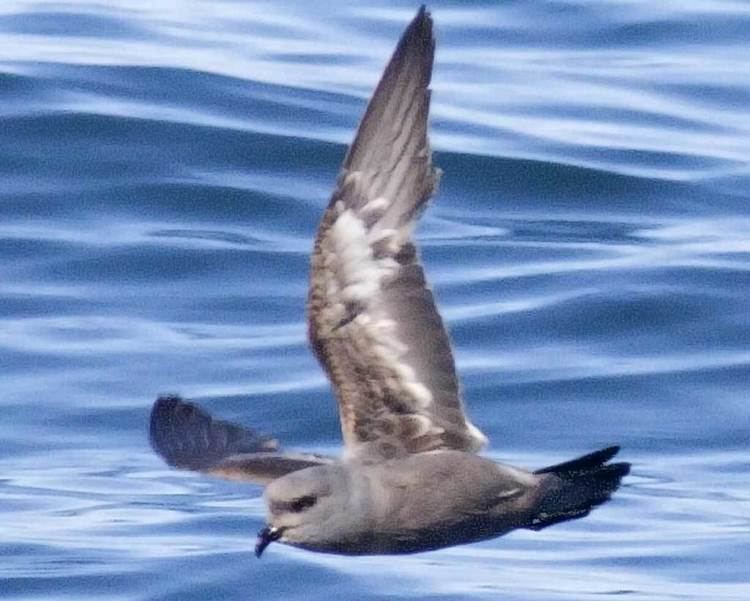 Ashy storm petrel Ashy StormPetrel Audubon Field Guide