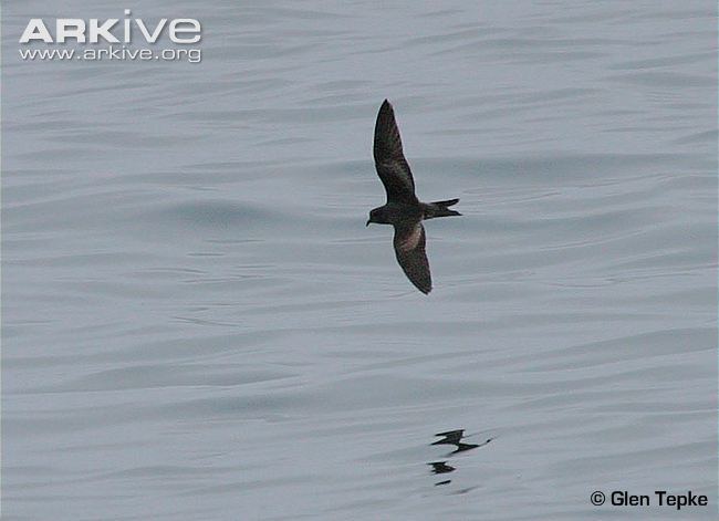 Ashy storm petrel Ashy stormpetrel videos photos and facts Oceanodroma homochroa