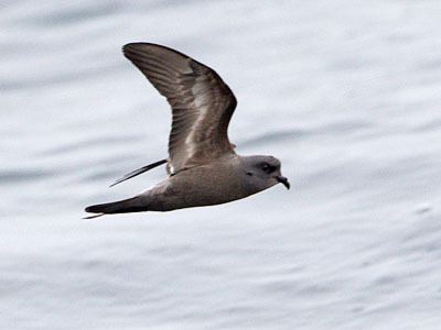 Ashy storm petrel Ashy StormPetrel Oceanodroma homochroa