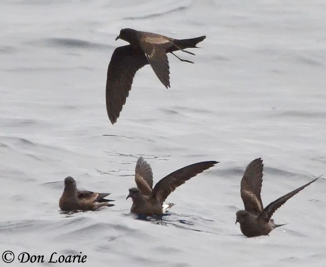 Ashy storm petrel Ashy StormPetrel Species Information and Photos