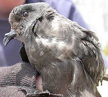 Ashy storm petrel Ashy storm petrel Wikipedia