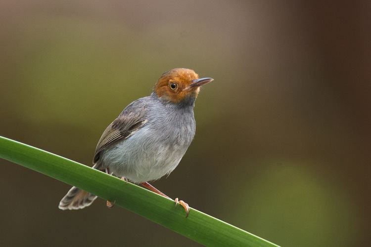 Ashy tailorbird Ashy Tailorbird Singapore Birds Project