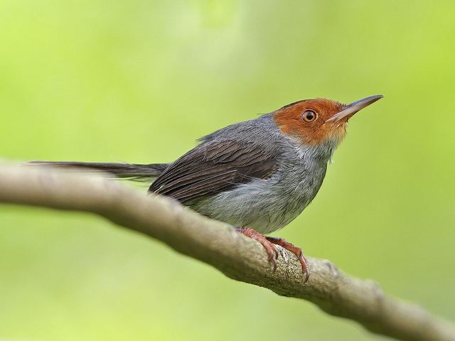 Ashy tailorbird Ashy Tailorbird Flickr