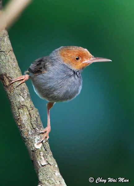 Ashy tailorbird Oriental Bird Club Image Database Ashy Tailorbird Orthotomus